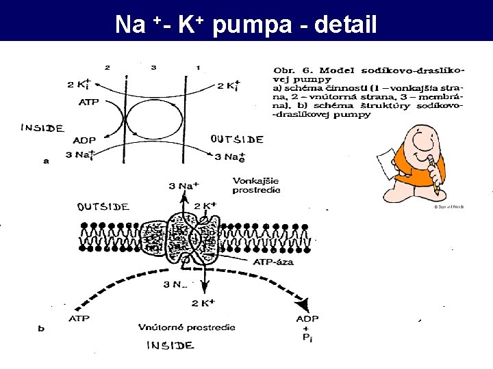 Na +- K+ pumpa - detail 