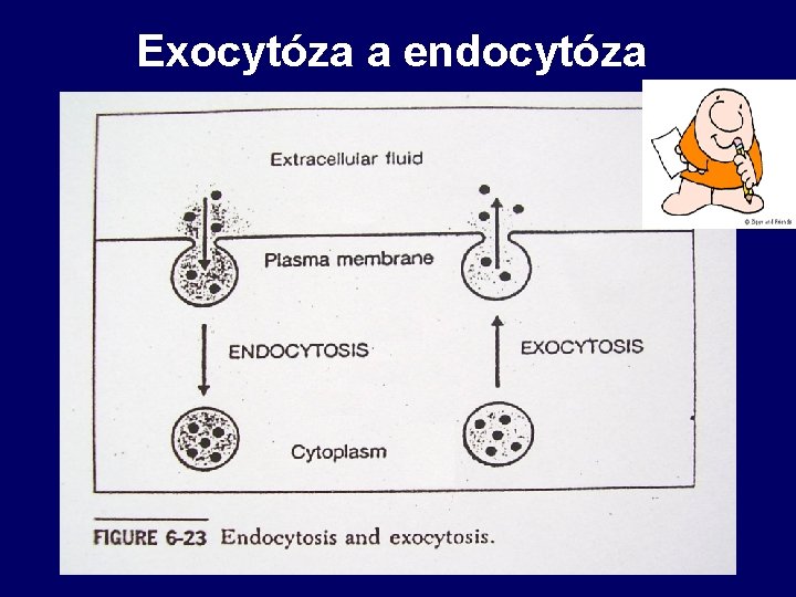 Exocytóza a endocytóza 