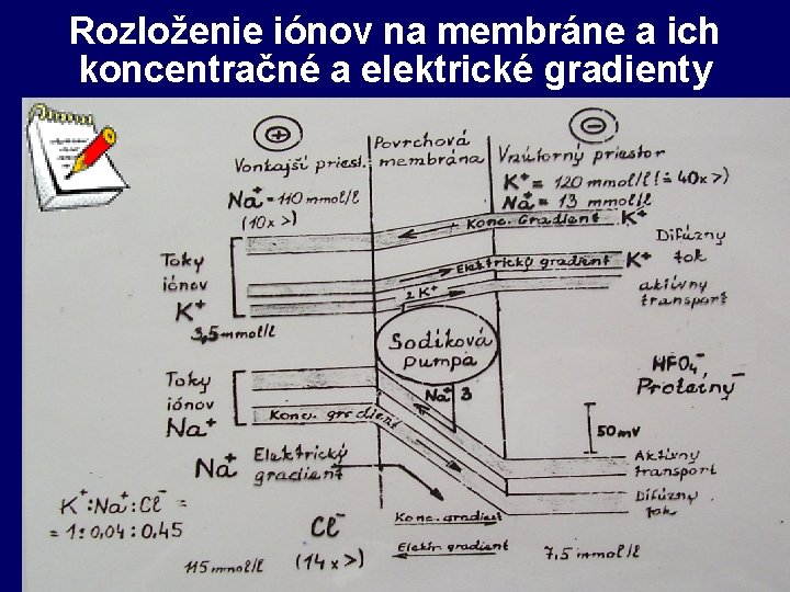 Rozloženie iónov na membráne a ich koncentračné a elektrické gradienty 