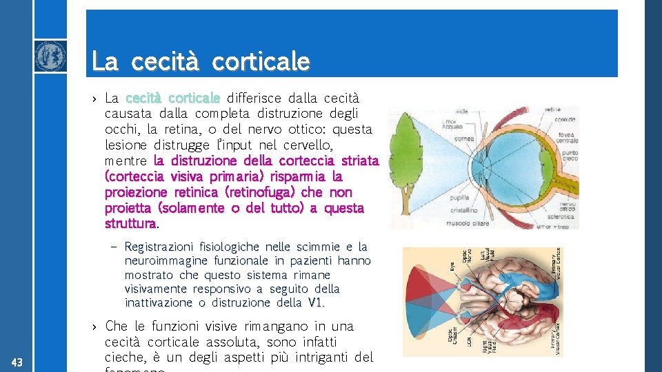 La cecità corticale › La cecità corticale differisce dalla cecità causata dalla completa distruzione