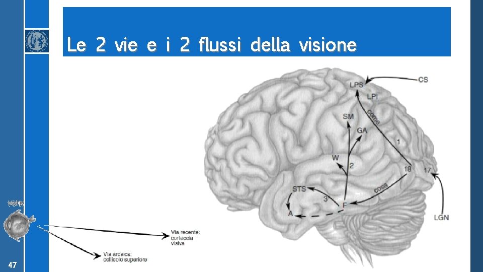 Le 2 vie e i 2 flussi della visione 47 