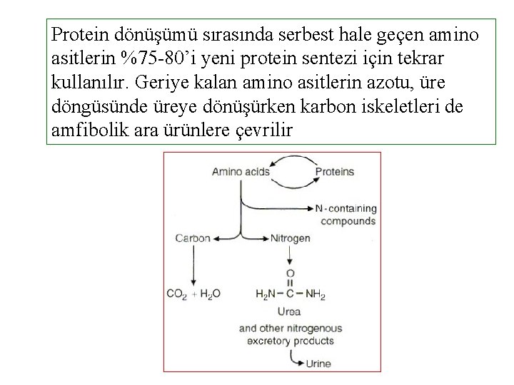Protein dönüşümü sırasında serbest hale geçen amino asitlerin %75 -80’i yeni protein sentezi için