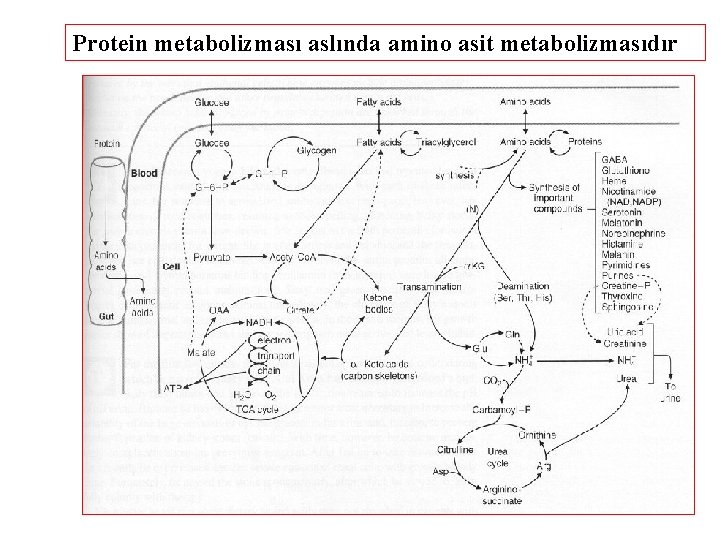 Protein metabolizması aslında amino asit metabolizmasıdır 