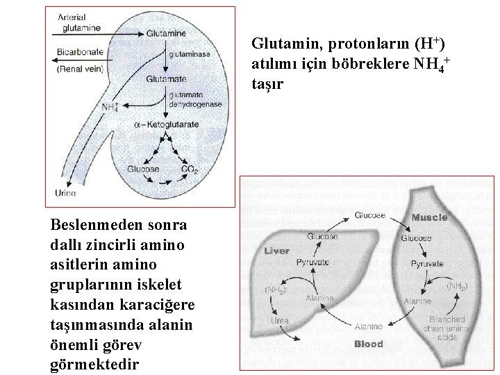 Glutamin, protonların (H+) atılımı için böbreklere NH 4+ taşır Beslenmeden sonra dallı zincirli amino