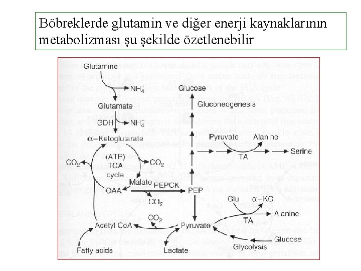 Böbreklerde glutamin ve diğer enerji kaynaklarının metabolizması şu şekilde özetlenebilir 