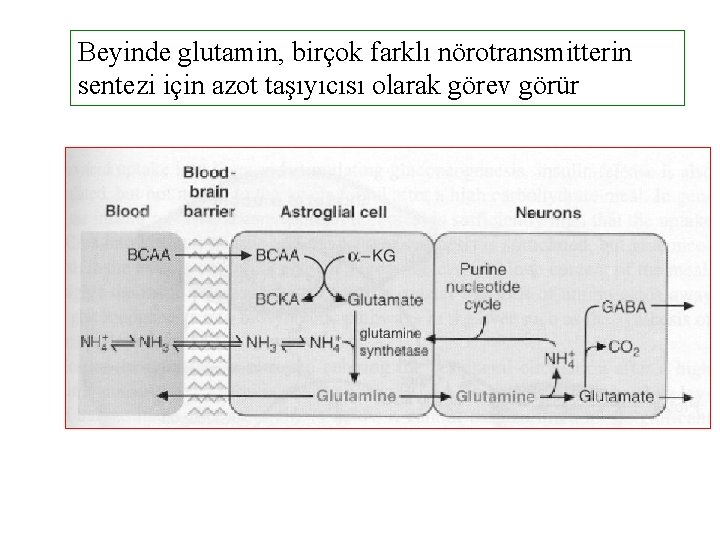 Beyinde glutamin, birçok farklı nörotransmitterin sentezi için azot taşıyıcısı olarak görev görür 