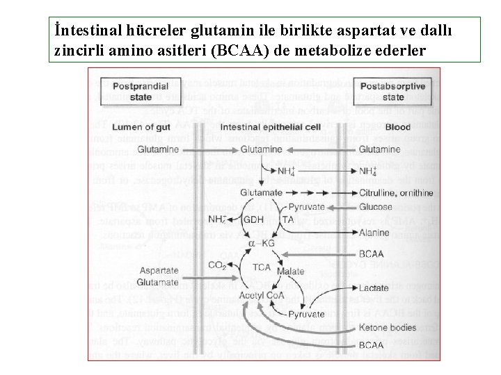 İntestinal hücreler glutamin ile birlikte aspartat ve dallı zincirli amino asitleri (BCAA) de metabolize