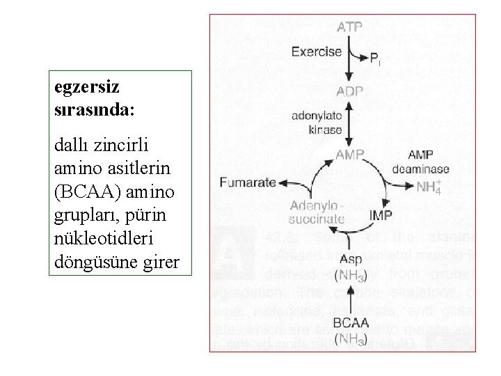 egzersiz sırasında: dallı zincirli amino asitlerin (BCAA) amino grupları, pürin nükleotidleri döngüsüne girer 