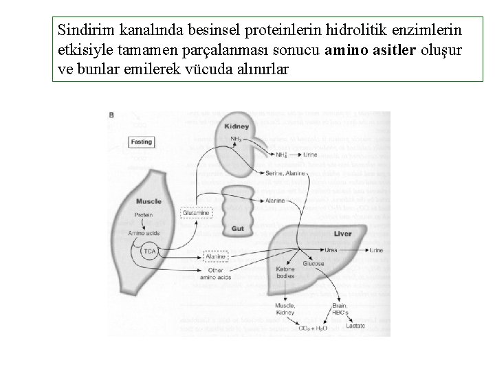Sindirim kanalında besinsel proteinlerin hidrolitik enzimlerin etkisiyle tamamen parçalanması sonucu amino asitler oluşur ve