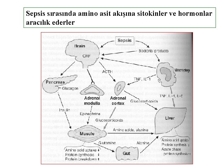 Sepsis sırasında amino asit akışına sitokinler ve hormonlar aracılık ederler 