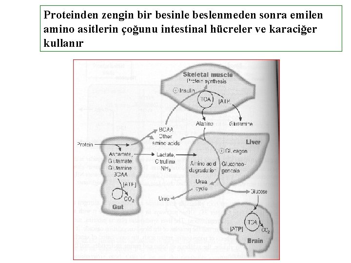 Proteinden zengin bir besinle beslenmeden sonra emilen amino asitlerin çoğunu intestinal hücreler ve karaciğer