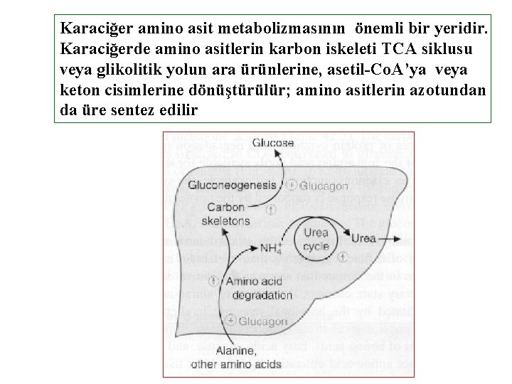Karaciğer amino asit metabolizmasının önemli bir yeridir. Karaciğerde amino asitlerin karbon iskeleti TCA siklusu