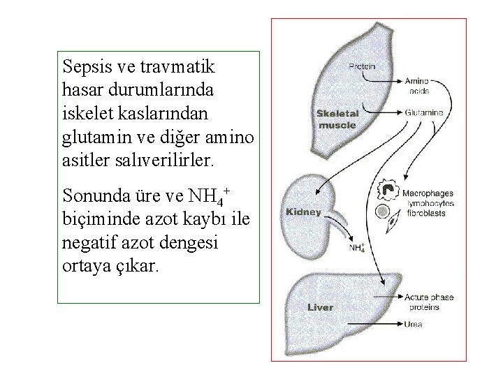 Sepsis ve travmatik hasar durumlarında iskelet kaslarından glutamin ve diğer amino asitler salıverilirler. Sonunda
