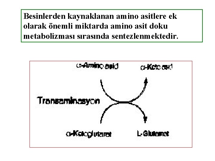 Besinlerden kaynaklanan amino asitlere ek olarak önemli miktarda amino asit doku metabolizması sırasında sentezlenmektedir.