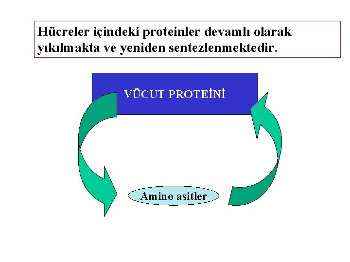 Hücreler içindeki proteinler devamlı olarak yıkılmakta ve yeniden sentezlenmektedir. VÜCUT PROTEİNİ Amino asitler 