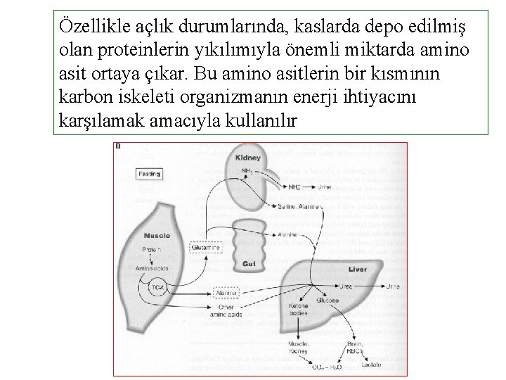 Özellikle açlık durumlarında, kaslarda depo edilmiş olan proteinlerin yıkılımıyla önemli miktarda amino asit ortaya