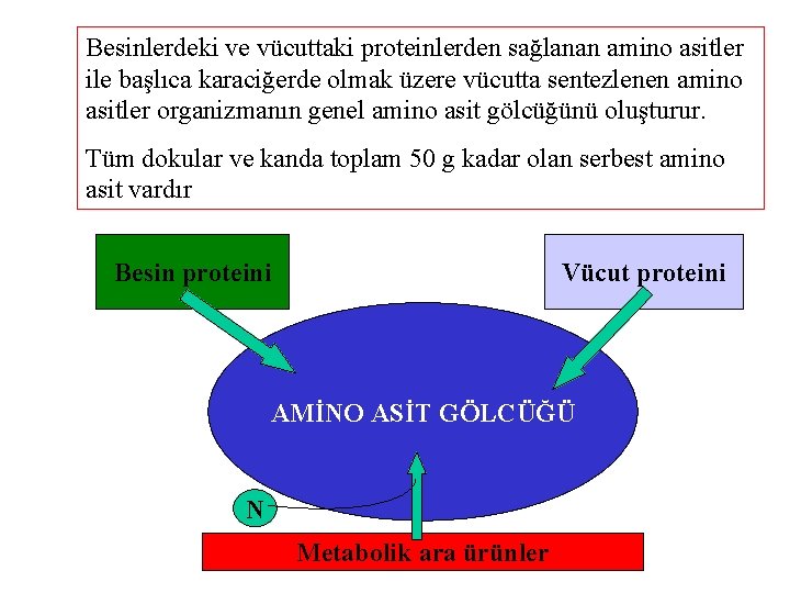 Besinlerdeki ve vücuttaki proteinlerden sağlanan amino asitler ile başlıca karaciğerde olmak üzere vücutta sentezlenen
