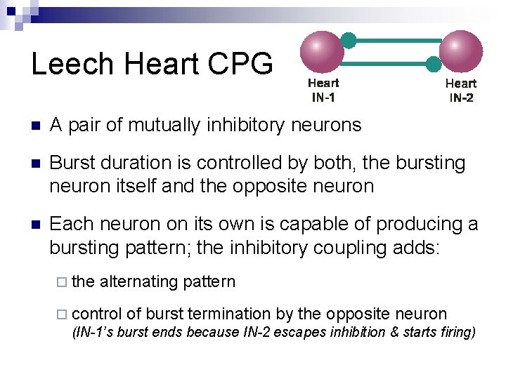 Leech Heart CPG n A pair of mutually inhibitory neurons n Burst duration is
