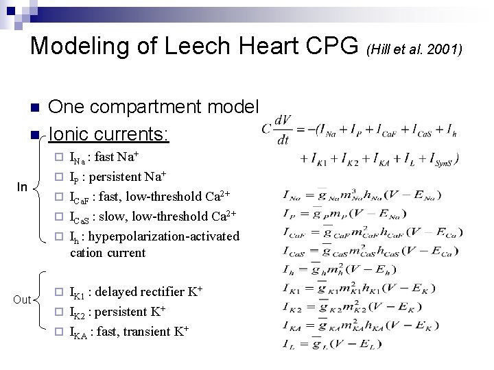 Modeling of Leech Heart CPG (Hill et al. 2001) n n In Out One