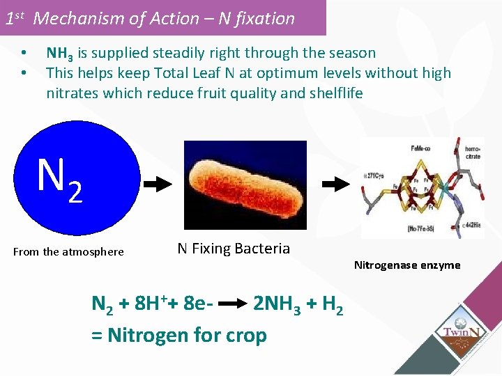1 st Mechanism of Action – N fixation • • NH 3 is supplied