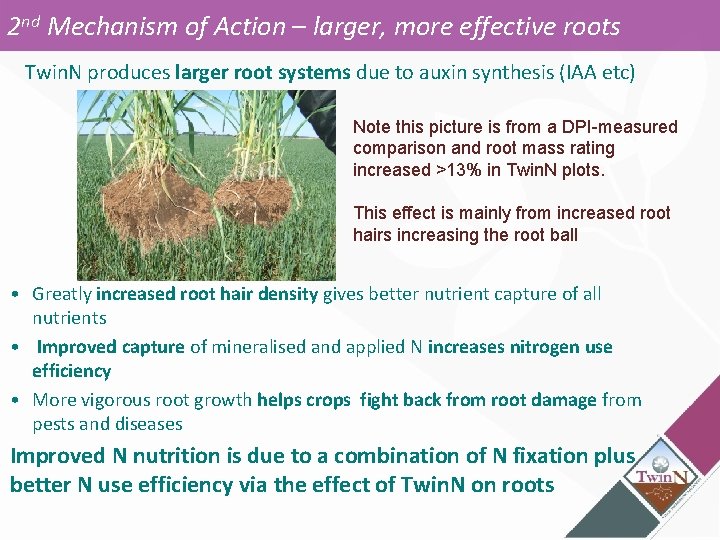 2 nd Mechanism of Action – larger, more effective roots Twin. N produces larger