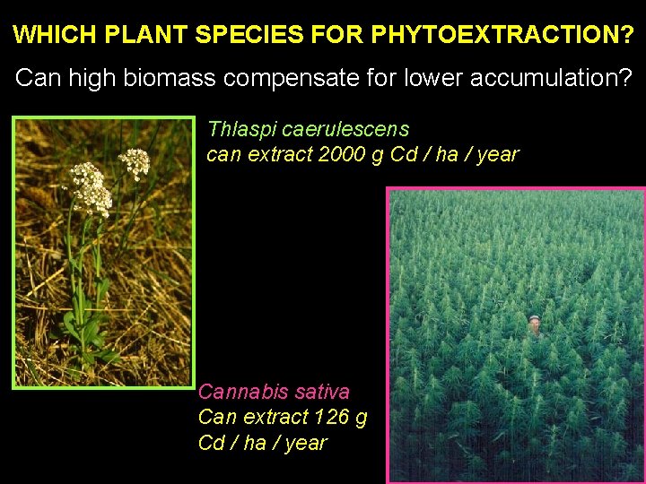 WHICH PLANT SPECIES FOR PHYTOEXTRACTION? Can high biomass compensate for lower accumulation? Thlaspi caerulescens