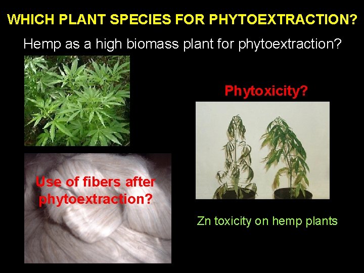 WHICH PLANT SPECIES FOR PHYTOEXTRACTION? Hemp as a high biomass plant for phytoextraction? Phytoxicity?