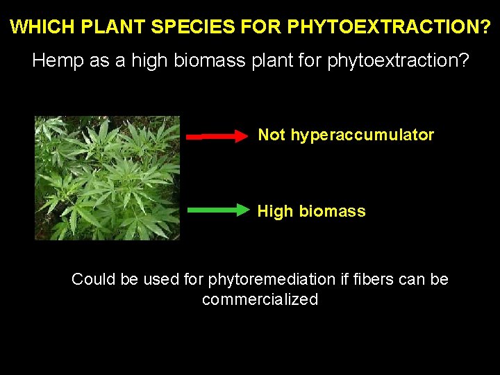 WHICH PLANT SPECIES FOR PHYTOEXTRACTION? Hemp as a high biomass plant for phytoextraction? Not