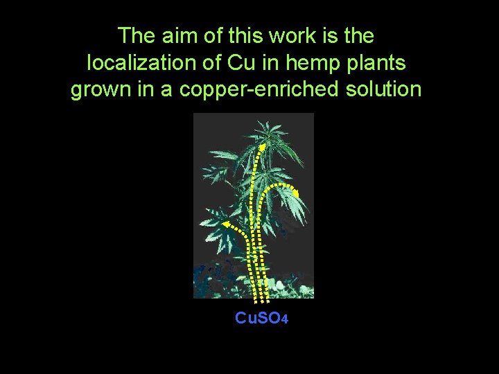 The aim of this work is the localization of Cu in hemp plants grown