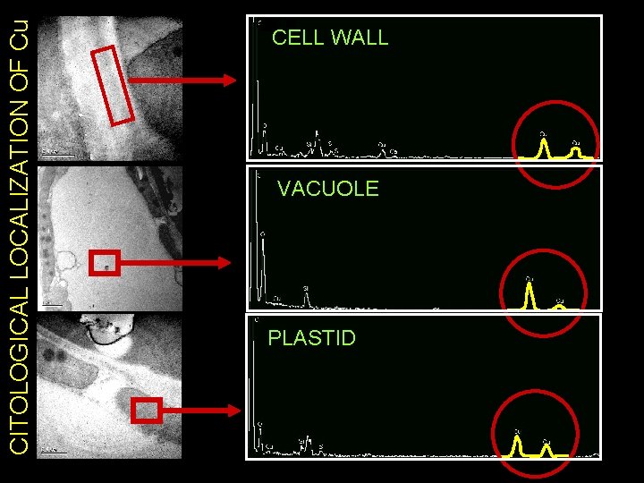 CITOLOGICAL LOCALIZATION OF Cu CELL WALL VACUOLE PLASTID 