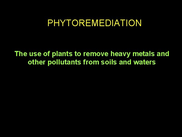 PHYTOREMEDIATION The use of plants to remove heavy metals and other pollutants from soils