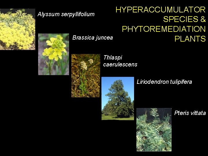 Alyssum serpyllifolium Brassica juncea HYPERACCUMULATOR SPECIES & PHYTOREMEDIATION PLANTS Thlaspi caerulescens Liriodendron tulipifera Pteris