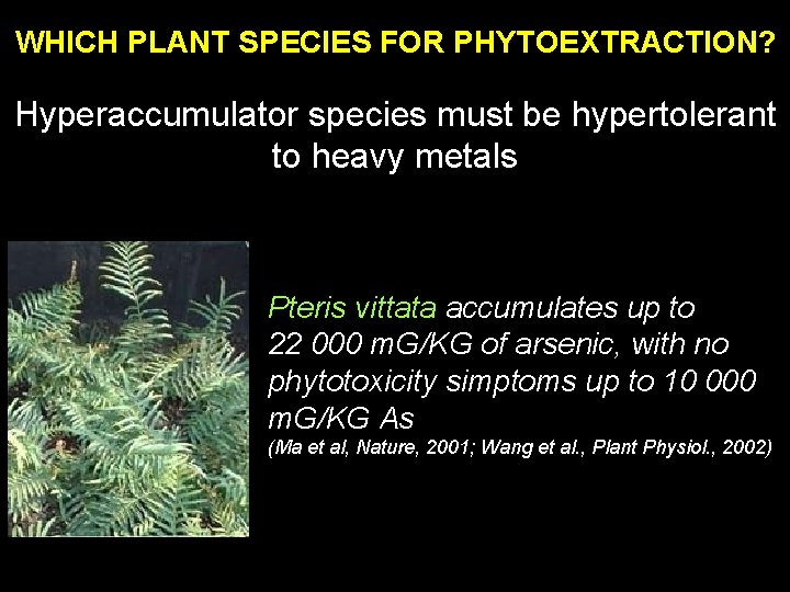 WHICH PLANT SPECIES FOR PHYTOEXTRACTION? Hyperaccumulator species must be hypertolerant to heavy metals Pteris