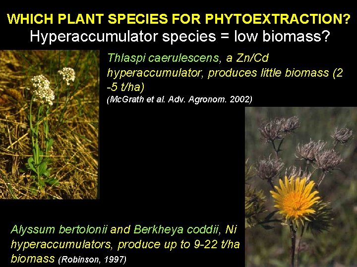 WHICH PLANT SPECIES FOR PHYTOEXTRACTION? Hyperaccumulator species = low biomass? Thlaspi caerulescens, a Zn/Cd