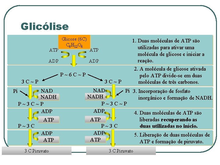 Glicólise ATP Glicose (6 C) C 6 H 12 O 6 ADP ATP ADP