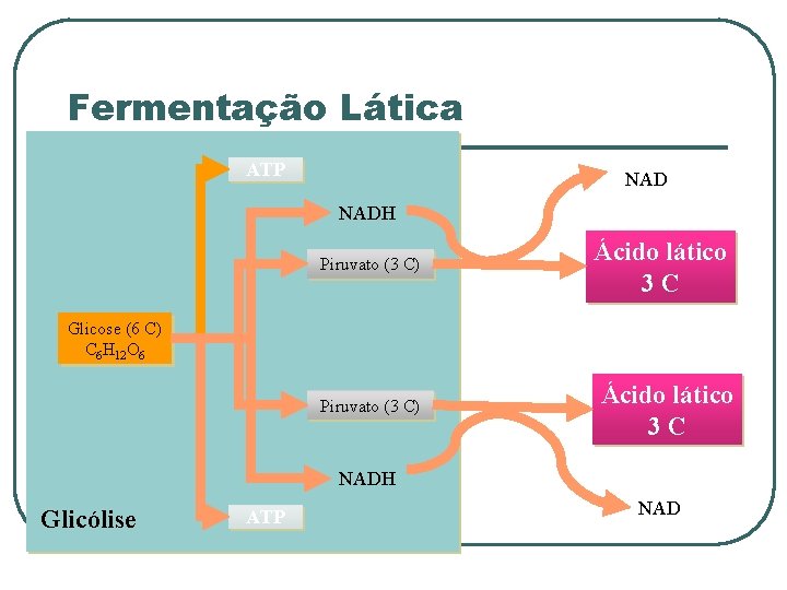 Fermentação Lática ATP NADH Piruvato (3 C) Ácido lático 3 C Glicose (6 C)