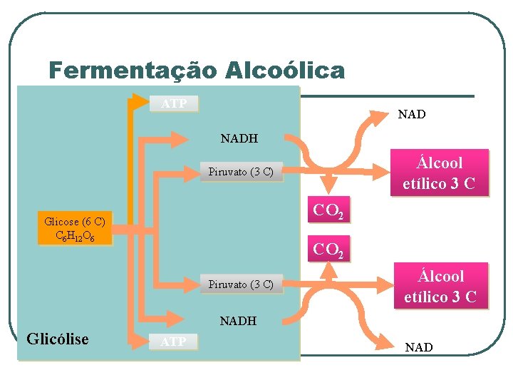 Fermentação Alcoólica ATP NADH Álcool etílico 3 C Piruvato (3 C) CO 2 Glicose