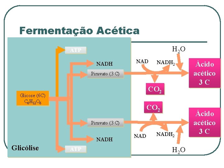 Fermentação Acética H 2 O ATP NADH 2 Piruvato (3 C) CO 2 Glicose