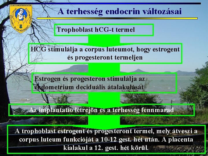 A terhesség endocrin változásai Trophoblast h. CG-t termel HCG stimulálja a corpus luteumot, hogy