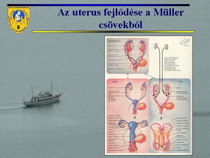 Az uterus fejlődése a Müller csövekből 