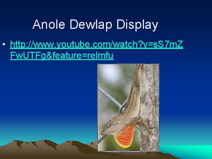 Anole Dewlap Display • http: //www. youtube. com/watch? v=s. S 7 m. Z Fw.