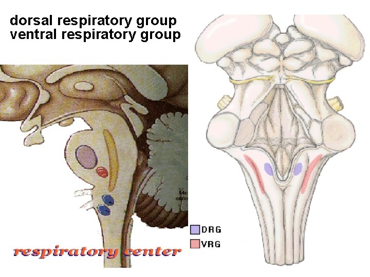 dorsal respiratory group ventral respiratory group 