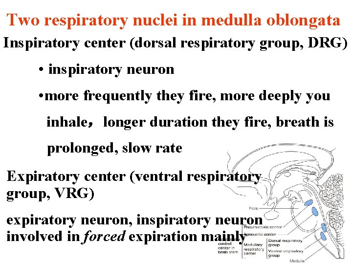 Two respiratory nuclei in medulla oblongata Inspiratory center (dorsal respiratory group, DRG) • inspiratory