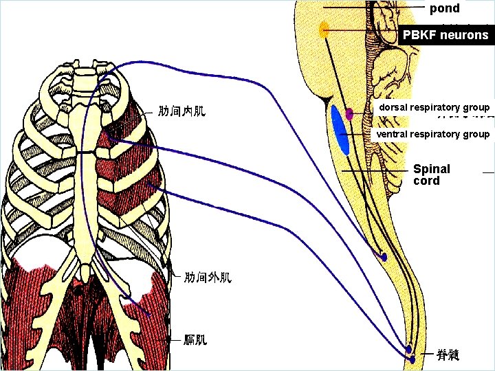 pond PBKF neurons dorsal respiratory group ventral respiratory group Spinal cord 
