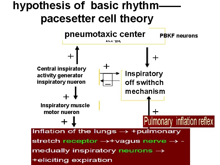 hypothesis of basic rhythm—— pacesetter cell theory pneumotaxic center Central inspiratory activity generator inspiratory