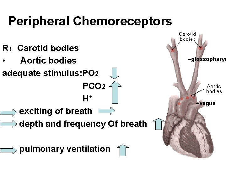Peripheral Chemoreceptors R：Carotid bodies • Aortic bodies adequate stimulus: PO 2 PCO 2 H+