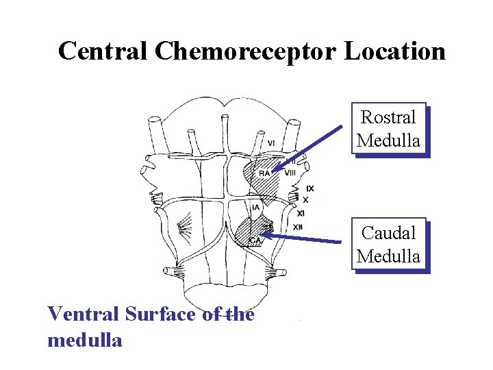 Central Chemoreceptor Location Rostral Medulla Caudal Medulla Ventral Surface of the medulla 