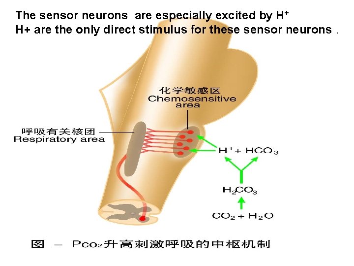 The sensor neurons are especially excited by H+ H+ are the only direct stimulus