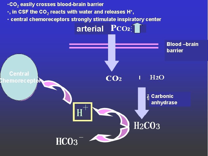  • CO 2 easily crosses blood-brain barrier • , in CSF the CO