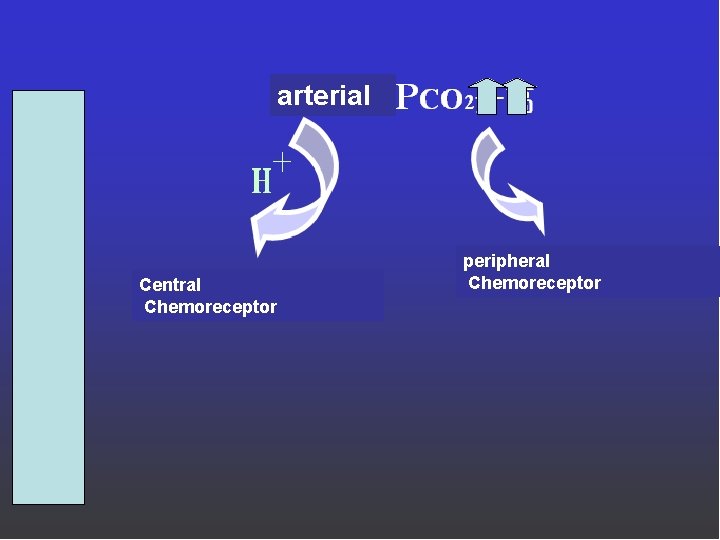 arterial Central Chemoreceptor peripheral Chemoreceptor 